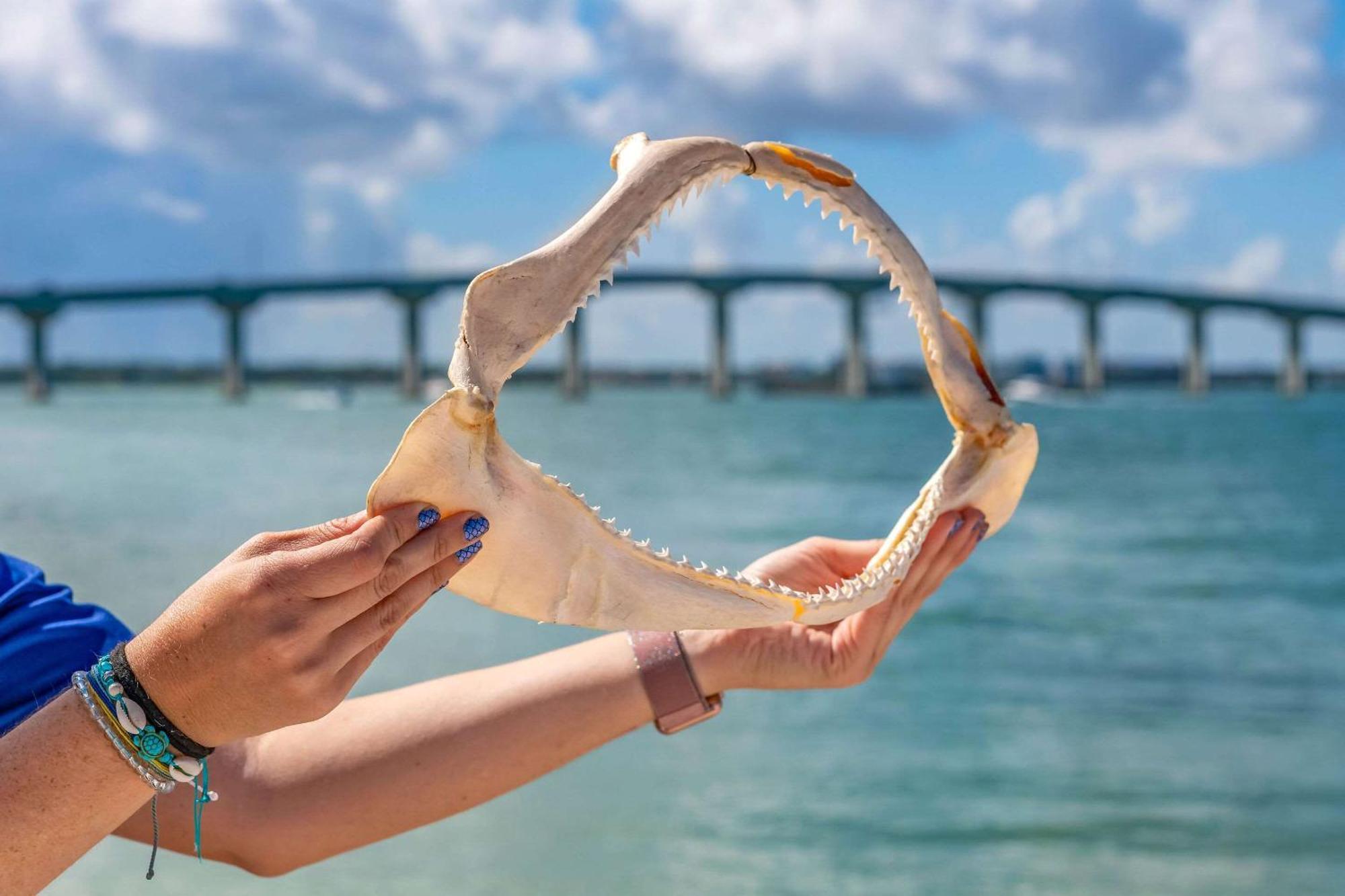 Winter The Dolphin'S Beach Club, Ascend Hotel Collection Clearwater Beach Eksteriør bilde